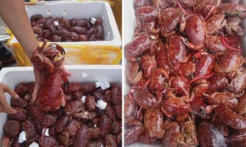 Trải Nghiệm Hương Vị Cù Kỳ - Niềm Tự Hào Quảng Ninh