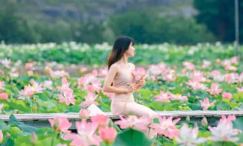 Lạc Vào Thiên Đường Sen Nở Rộ: Trải Nghiệm Tuyệt Vời Tại Mùa Sen Ninh Bình