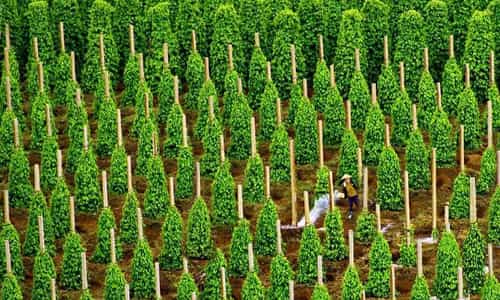Khám Phá Vườn Tiêu Phú Quốc - Vương Quốc Hồ Tiêu Của Đảo Ngọc