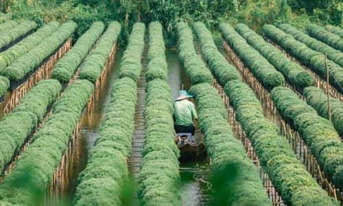 Trải nghiệm độc đáo tại làng hoa Sa Đéc, thủ phủ hoa miền Tây