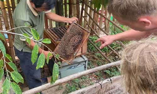 Tham Quan Trại Ong Rừng Tự Nhiên Lớn Nhất Đảo Ngọc Phú Quốc