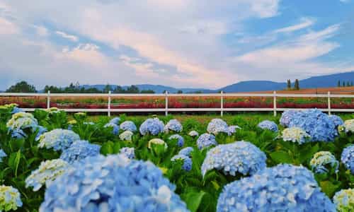 KHÁM PHÁ THE FLOREST - MẢNH ĐẤT NỞ HOA GIỮA NÚI RỪNG ĐÀ LẠT