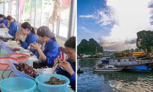 Làng Ngọc Trai Vân Đồn: Nơi Vẻ Đẹp Của Biển Kết Tinh Thành Ngọc Quý