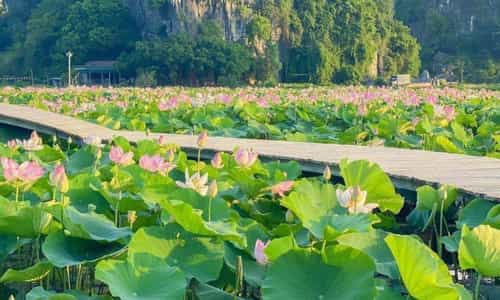 Mùa sen nở rộ tại Hang Múa Ninh Bình