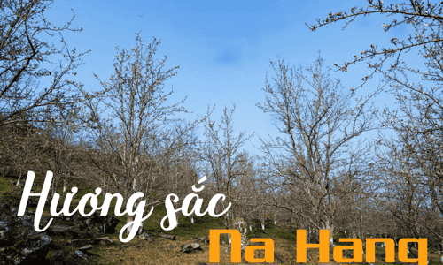 LỄ HỘI HƯƠNG SẮC NA HANG 2025 - MÙA HOA LÊ TRẮNG TINH KHÔI