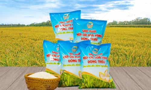 Gạo Nếp Cái Hoa Vàng: Hương Vị Dẻo Ngọt Từ Mảnh Đất Đông Triều
