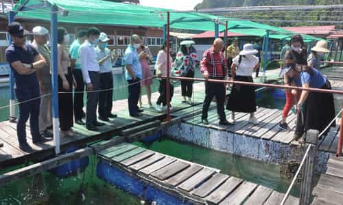 Điểm Đến Kỳ Thú: Khu Nuôi Cấy Ngọc Trai tại vụng Tùng Sâu