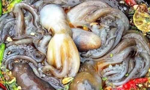 Gỏi Ruốc “Chân Dài” Xà Cong – Đặc Sản Khiến Thực Khách Nhớ Mãi Vùng Biển Hạ Long