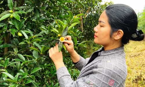Sắc Vàng Bình Yên Giữa Núi Đồi Vườn Trà LÊ HẢI