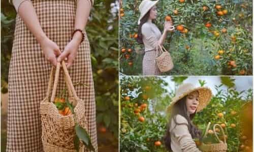 Vườn cam vàng óng, ảnh đẹp không góc chết ở Đông Triều