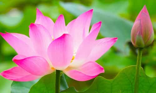 Tháp Mười mùa sen nở
