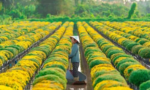 Làng Hoa Kiểng Sa Đéc: Bản Giao Hưởng Sắc Màu giữa Đồng Bằng