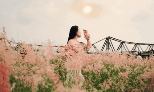Lặng Ngắm Bãi Cỏ Hồng – Thiên Đường Ảnh Sống Ảo Mới Tại Hà Nội