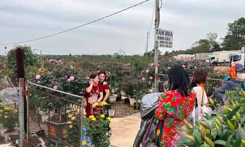Lặng ngắm sắc hoa tinh khôi tại chợ hoa nổi tiếng Mê Linh