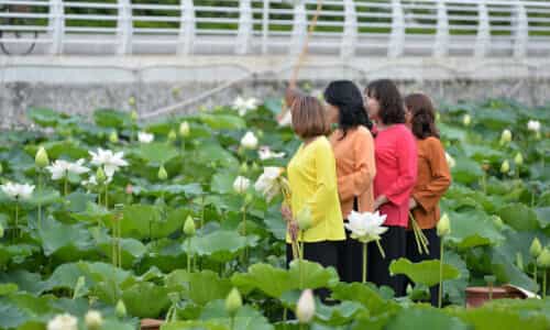 Lạc Bước Giữa Biển Hoa Sen Hồ Tây – Chốn Về Cho Những Tâm Hồn Muốn Lặng