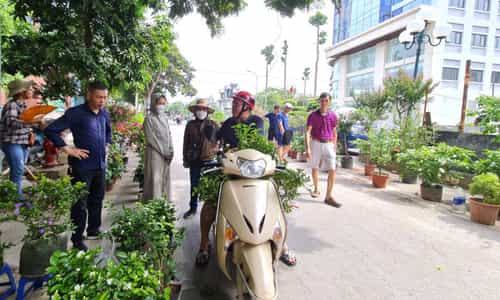 Đến Chợ Hoa Cây Cảnh Vạn Phúc, Tận Hưởng Không Gian Tươi Mới Giữa Lòng Hà Nội