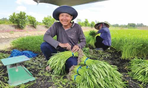 Rau Muống Tiến Vua: Vị Ngọt Mát Độc Đáo Từ Làng Sen Chiểu
