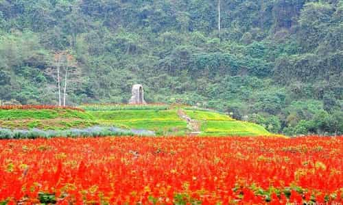 Đảo Hoa Thung Nham: Nơi Mỗi Mùa Mang Một Vẻ Đẹp Mới Lạ
