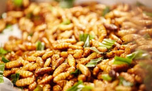 Trải Nghiệm Vị Giòn Béo Đặc Sản Nhộng Ong Từ Núi Rừng Cúc Phương