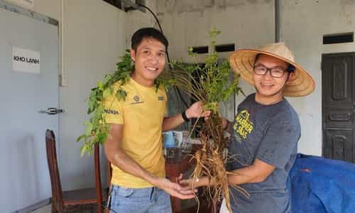Trải Nghiệm Canh Tác Hữu Cơ Cùng HTX Sâm Cúc Phương