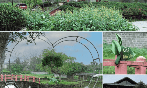 Tiến Yên Farmstay – Điểm đến của những người yêu Trà