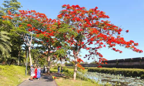Hương Sắc Đỏ Thắm: Trải Nghiệm Du Lịch Huế Qua Ánh Hoa Phượng
