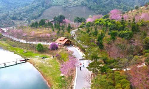 Mộc Châu mùa Xuân - Bản hòa ca của sắc hoa