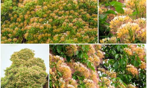 Vẻ đẹp mùa hoa bún ở Lệ Thủy