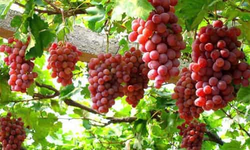 Vườn nho Ba Mọi – Nơi Giọt Nắng Cũng Hóa Mật Ngọt Trên Từng Chùm Nho