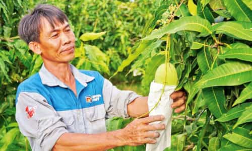 Xoài Cát Núm Vũng Liêm: Vì Sao Loại Trái Cây Này Lại Trở Thành "Vàng Xanh" Của Người Dân Miền Tây?