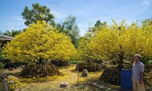 Sắc Vàng Rực Rỡ Tại Làng Mai Phước Định Vĩnh Long