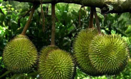 Sầu Riêng Ri 6 – Niềm Tự Hào Nông Sản Của Người Dân Xứ Vĩnh
