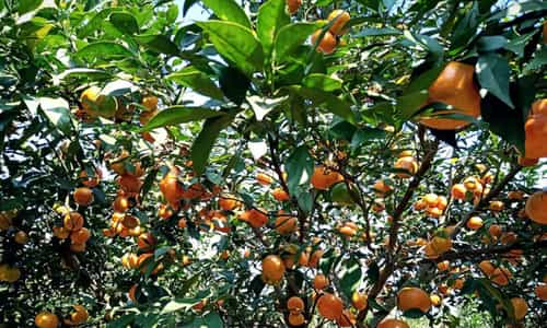 Một Ngày "Lấm Lem" Bùn Đất Nhưng Cực Vui Tại Vườn 6 Tấn Vĩnh Long