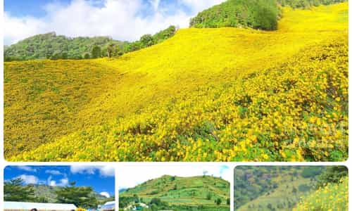 Lễ hội hoa dã quỳ Gia Lai - Sắc vàng mời gọi bước chân người lữ khách