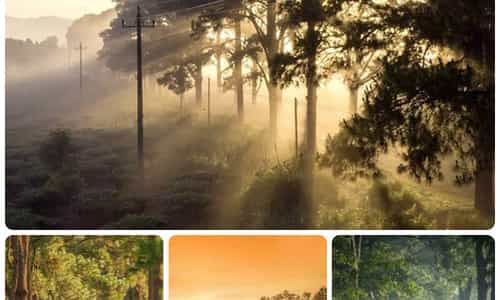 BIỂN HỒ CHÈ GIA LAI: LẠC BƯỚC GIỮA CON ĐƯỜNG HÀN QUỐC