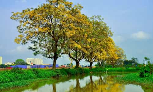Săn Ảnh Đầu Hè Tại Con Đường Hoa Điệp Đa Sỹ