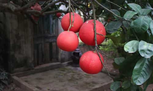 Bưởi Đỏ Mê Linh: Thức Quà Tài Lộc Cho Mâm Ngũ Quả
