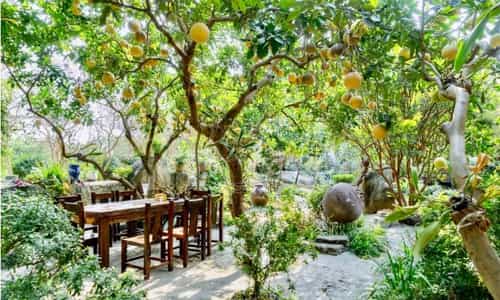 越南植物园:从A到Z的户外野餐指南