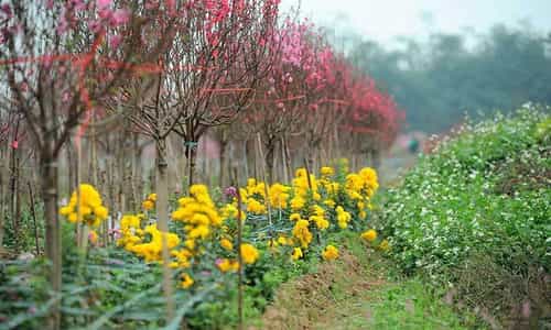 Nhật Tân - Bản Giao Hưởng Của Sắc Hoa Và Nắng Xuân Hà Nội