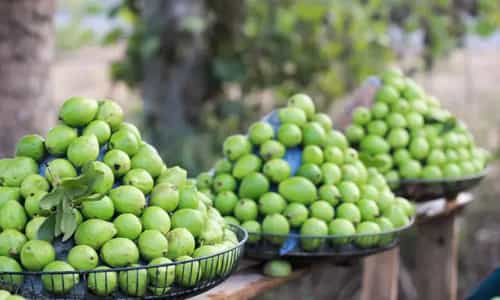 Cuối Tuần Đổi Gió Tại Vườn Ổi Đông Dư Xanh Mướt