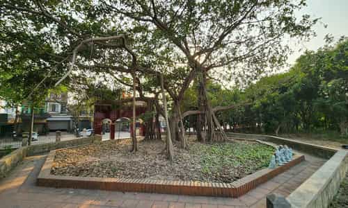 Trốn Phố Về Đông Anh Tìm Chốn Bình Yên Dưới Bóng Đa Bác Hồ