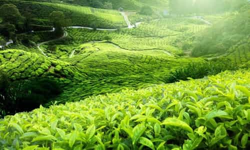 走进新冈茶山：在茶乡深处寻找那份内心的宁静