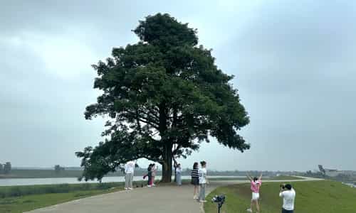 Khám phá vẻ đẹp đồng quê tại "Cây cô đơn"-Bắc Ninh