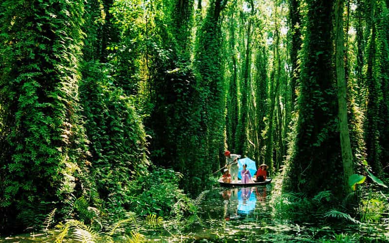 Về lại "Đất rừng Phương Nam": Ngọt ngào hương rừng U Minh Hạ