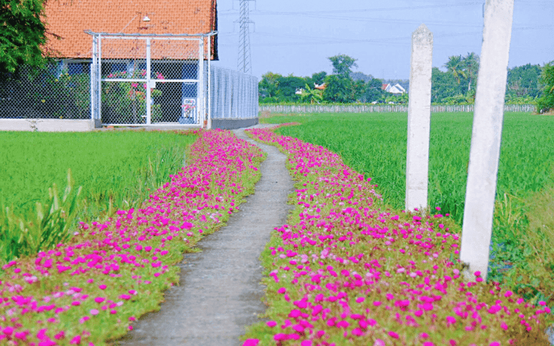 Check-in những 'Con đường hạnh phúc' ở Long An