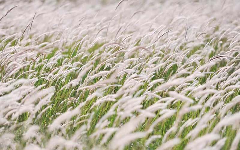 [ẢNH] Quảng Nam: Ngỡ ngàng khi hoa cỏ lau tràn ngập trên cánh đồng quê