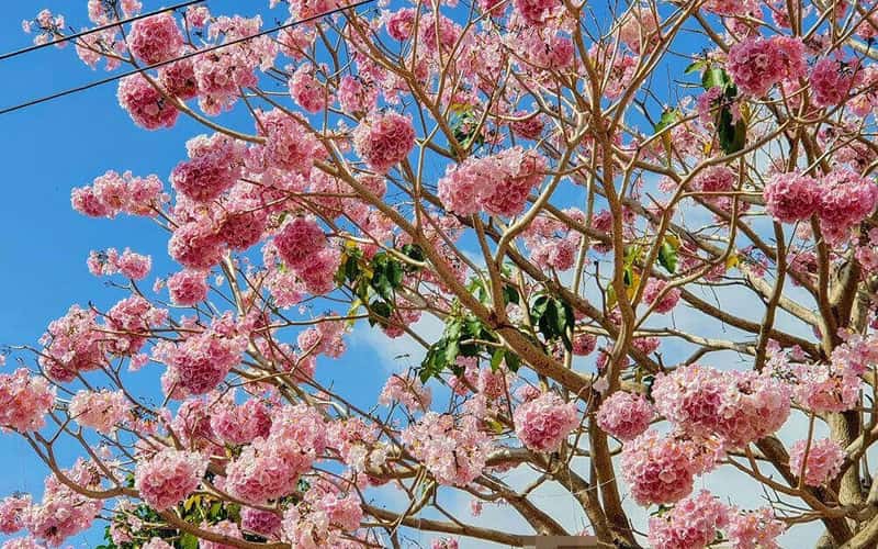 Mê mẩn ngắm hoa kèn hồng nở rộ, nhuộm hồng cả bầu trời Bảo Lộc