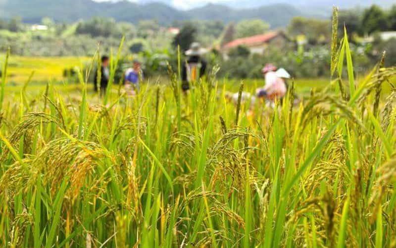Cảnh thiên nhiên cao nguyên cùng ruộng bậc thang bên đỉnh Ngọc Linh đẹp nao lòng