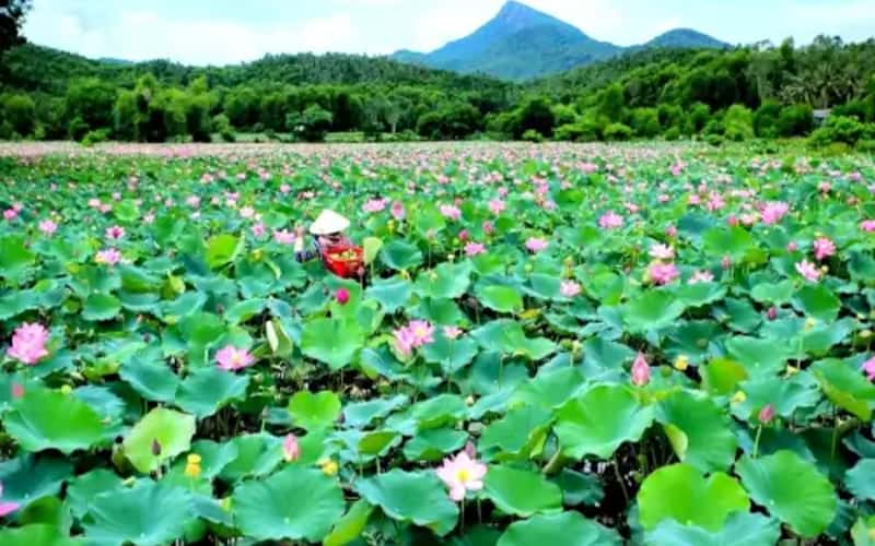 クアン地方最大の蓮畑を訪ねて