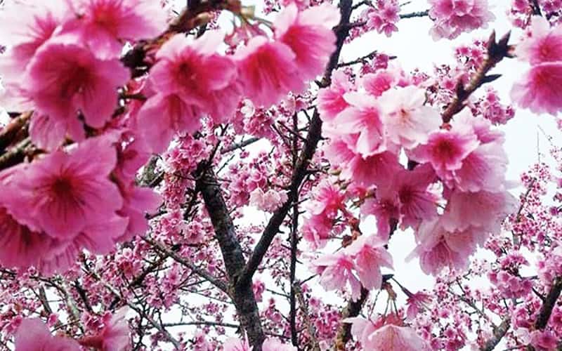 Anh đào Nhật Bản bung hoa rực rỡ trên đất Đà Lạt